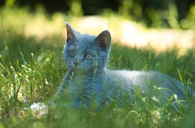 BRITISH SHORTHAIR C024.jpg
